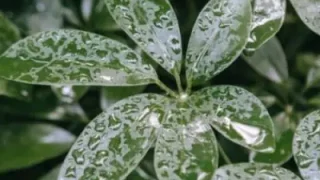 降水量2mmってどれくらい？お出かけやイベント前に知りたい雨情報！動画も